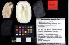 Foto (Objket + Etiketten) von Cracensigillatus acutirostris (Moericke, 1889) 